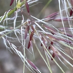 Austrostipa densiflora at Watson, ACT - 8 Nov 2021