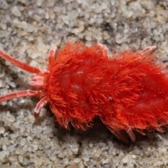 Trombidiidae (family) (Red velvet mite) at ANBG - 9 Nov 2021 by TimL