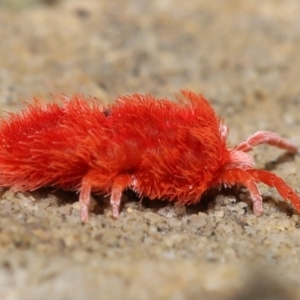 Trombidiidae (family) at Acton, ACT - 9 Nov 2021