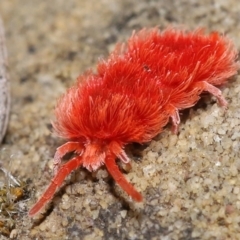 Trombidiidae (family) at Acton, ACT - 9 Nov 2021