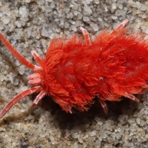 Trombidiidae (family) at Acton, ACT - 9 Nov 2021