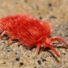 Trombidiidae (family) at Acton, ACT - 9 Nov 2021