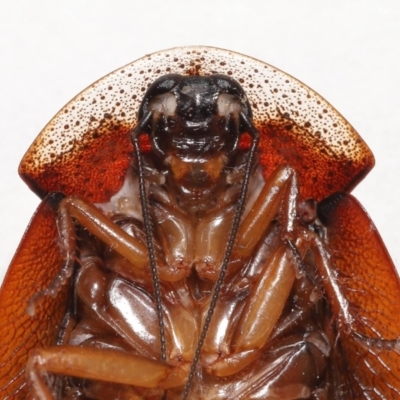 Laxta granicollis (Common bark or trilobite cockroach) at Evatt, ACT - 8 Nov 2021 by TimL