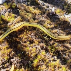 Caenoplana sulphurea (A Flatworm) at Wombeyan Caves, NSW - 9 Nov 2021 by LauraHCanackle