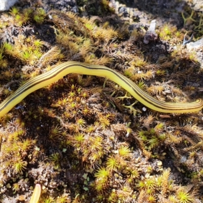 Caenoplana sulphurea (A Flatworm) at Wombeyan Caves, NSW - 9 Nov 2021 by LauraHCanackle