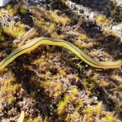 Caenoplana sulphurea (A Flatworm) at Mares Forest National Park - 8 Nov 2021 by LauraHCanackle