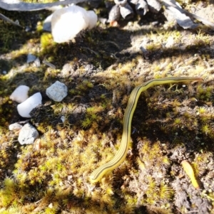 Caenoplana sulphurea at Wombeyan Caves, NSW - 9 Nov 2021