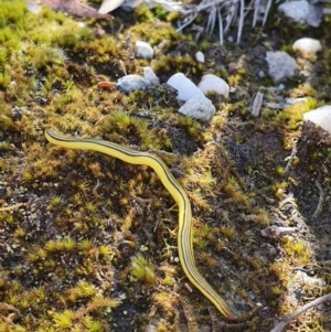 Caenoplana sulphurea at Wombeyan Caves, NSW - 9 Nov 2021