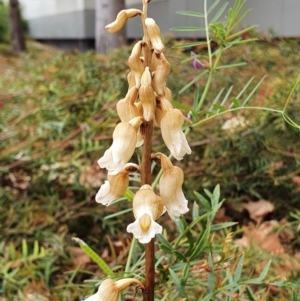 Gastrodia sesamoides at Acton, ACT - 10 Nov 2021