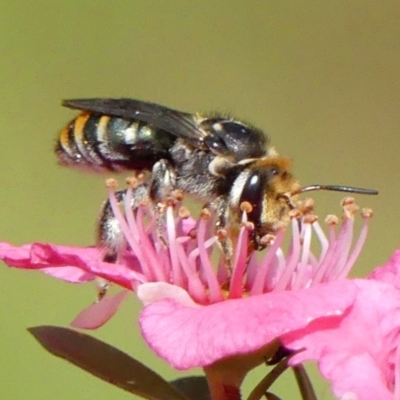 Lipotriches sp. (genus) at Braemar, NSW - 9 Nov 2021 by Curiosity