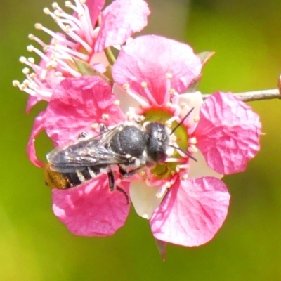 Unidentified Bee (Hymenoptera, Apiformes) at Braemar, NSW - 6 Nov 2021 by Curiosity