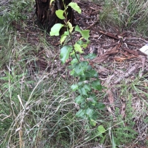 Pyrus sp. at Lawson, ACT - 10 Nov 2021