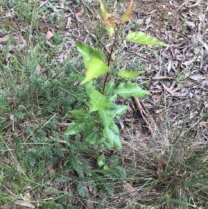 Pyrus sp. at Lawson, ACT - 10 Nov 2021