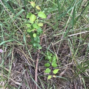 Pyrus sp. at Lawson, ACT - 10 Nov 2021