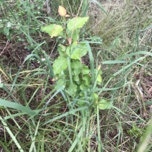 Pyrus sp. at Lawson, ACT - 10 Nov 2021