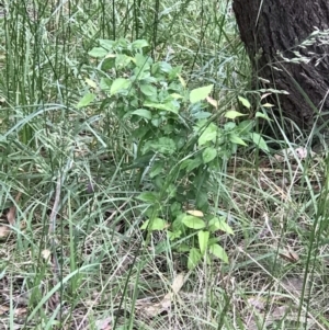 Pyrus sp. at Lawson, ACT - 10 Nov 2021