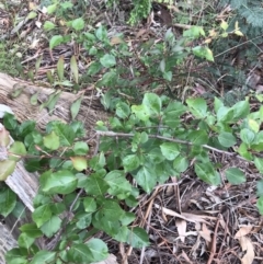 Pyrus sp. at Lawson, ACT - 10 Nov 2021