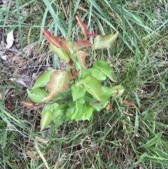 Pyrus sp. at Lawson, ACT - 10 Nov 2021 10:32 AM