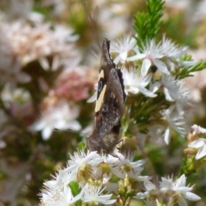 Vanessa itea at Boro, NSW - 6 Nov 2021