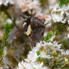 Vanessa itea at Boro, NSW - 6 Nov 2021