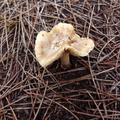 Unverified Cap on a stem; gills below cap [mushrooms or mushroom-like] by Paul4K