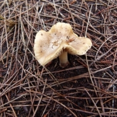 Unidentified Cap on a stem; gills below cap [mushrooms or mushroom-like] at Boro, NSW - 7 Nov 2021 by Paul4K