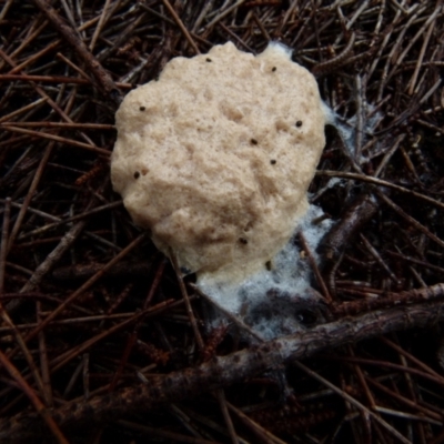 Fuligo septica (Scrambled egg slime) at Boro, NSW - 8 Nov 2021 by Paul4K