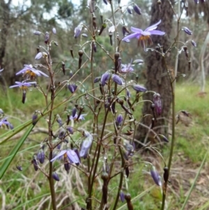 Dianella revoluta var. revoluta at Boro, NSW - suppressed