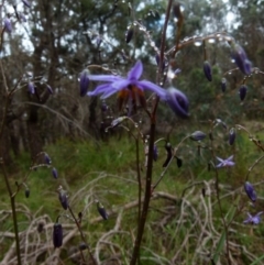 Dianella revoluta var. revoluta at Boro, NSW - suppressed