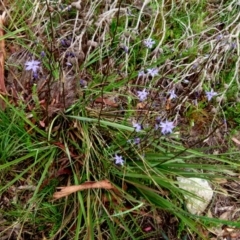 Dianella revoluta var. revoluta at Boro, NSW - suppressed