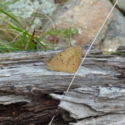 Heteronympha merope (Common Brown Butterfly) at Boro, NSW - 8 Nov 2021 by Paul4K