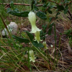 Billardiera scandens at Boro, NSW - 8 Nov 2021