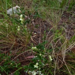 Billardiera scandens at Boro, NSW - 8 Nov 2021