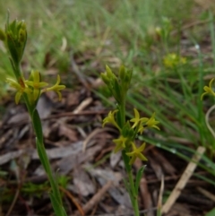 Pimelea curviflora var. sericea (Curved Riceflower) at Boro, NSW - 7 Nov 2021 by Paul4K