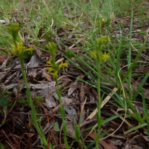 Pimelea curviflora var. sericea at Boro, NSW - suppressed