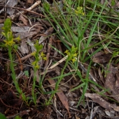 Pimelea curviflora var. sericea at Boro, NSW - suppressed