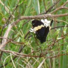 Eutrichopidia latinus (Yellow-banded Day-moth) at QPRC LGA - 7 Nov 2021 by Paul4K