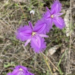 Thysanotus tuberosus subsp. tuberosus (Common Fringe-lily) at Kambah, ACT - 10 Nov 2021 by Shazw