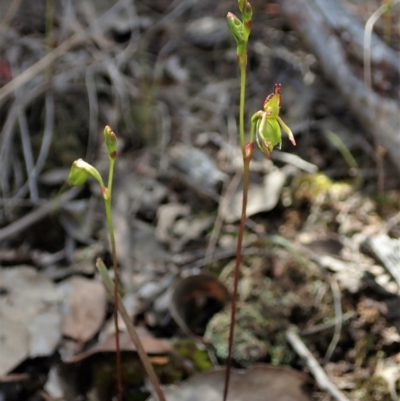 Caleana minor (Small Duck Orchid) at Aranda Bushland - 8 Nov 2021 by CathB