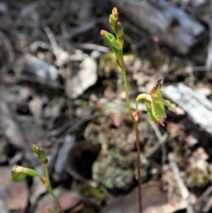 Caleana minor at Aranda, ACT - 8 Nov 2021