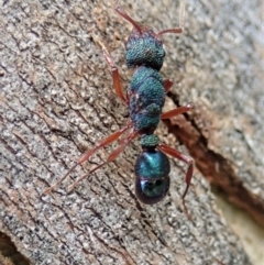 Rhytidoponera aspera (Greenhead ant) at Mount Painter - 7 Nov 2021 by CathB