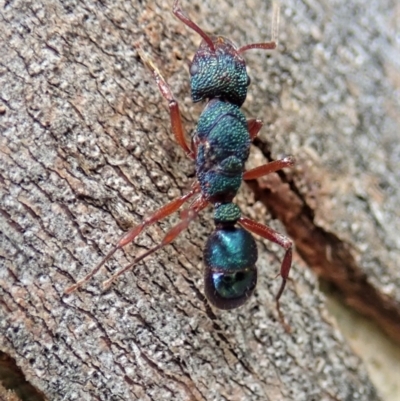 Rhytidoponera aspera (Greenhead ant) at Molonglo Valley, ACT - 7 Nov 2021 by CathB