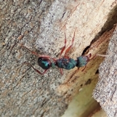 Rhytidoponera aspera at Molonglo Valley, ACT - 7 Nov 2021