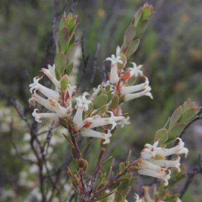 Brachyloma daphnoides (Daphne Heath) at Tuggeranong Hill - 11 Oct 2021 by michaelb