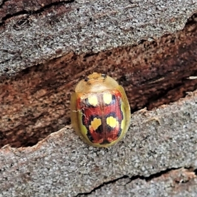 Paropsisterna gloriosa (Glorious eucalyptus leaf beetle) at Mount Painter - 7 Nov 2021 by CathB