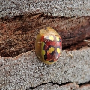 Paropsisterna gloriosa at Molonglo Valley, ACT - 7 Nov 2021