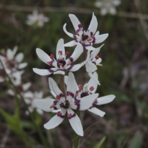 Wurmbea dioica subsp. dioica at Conder, ACT - 11 Oct 2021