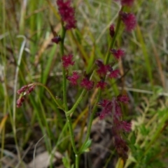 Gonocarpus tetragynus (Common Raspwort) at Boro, NSW - 8 Nov 2021 by Paul4K