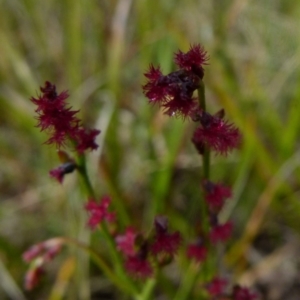 Gonocarpus tetragynus at Boro, NSW - 8 Nov 2021