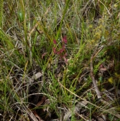 Gonocarpus tetragynus at Boro, NSW - 8 Nov 2021